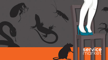 Most common pests in the UAE