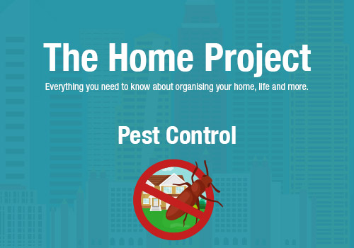 Pantry Pests 101 How To Identify A Bug Infestation In Your Pantry