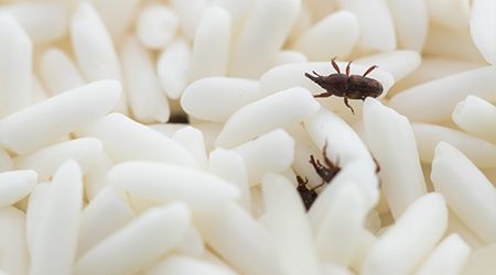 Pantry Pests 101 What Should You Do About The Bugs In Your Flour