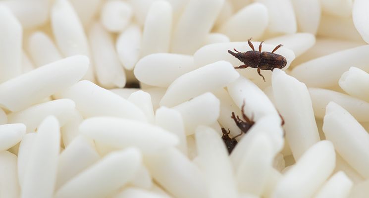 Pantry Pests 101 What Should You Do About The Bugs In Your Flour The Home Project Servicemarket