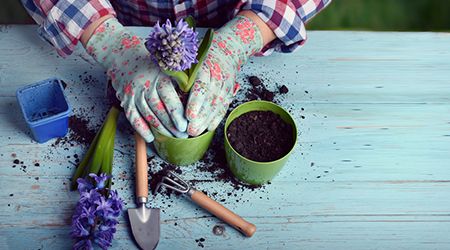 Get Your Dubai Garden Ready for Winter