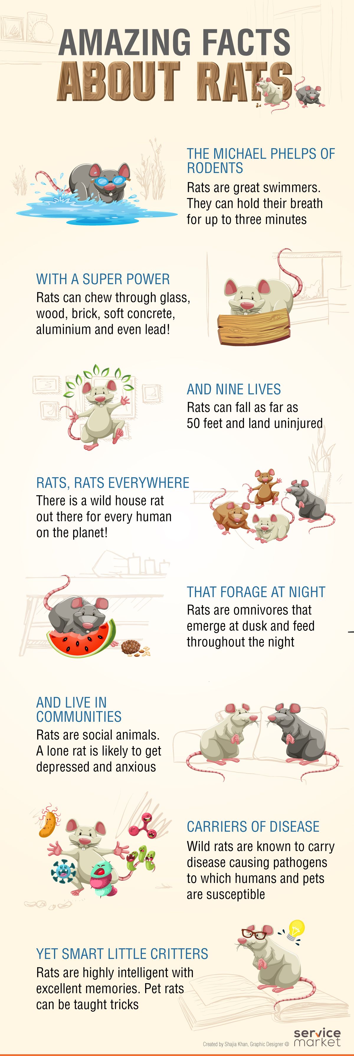 Amazing Facts About Rats in Dubai