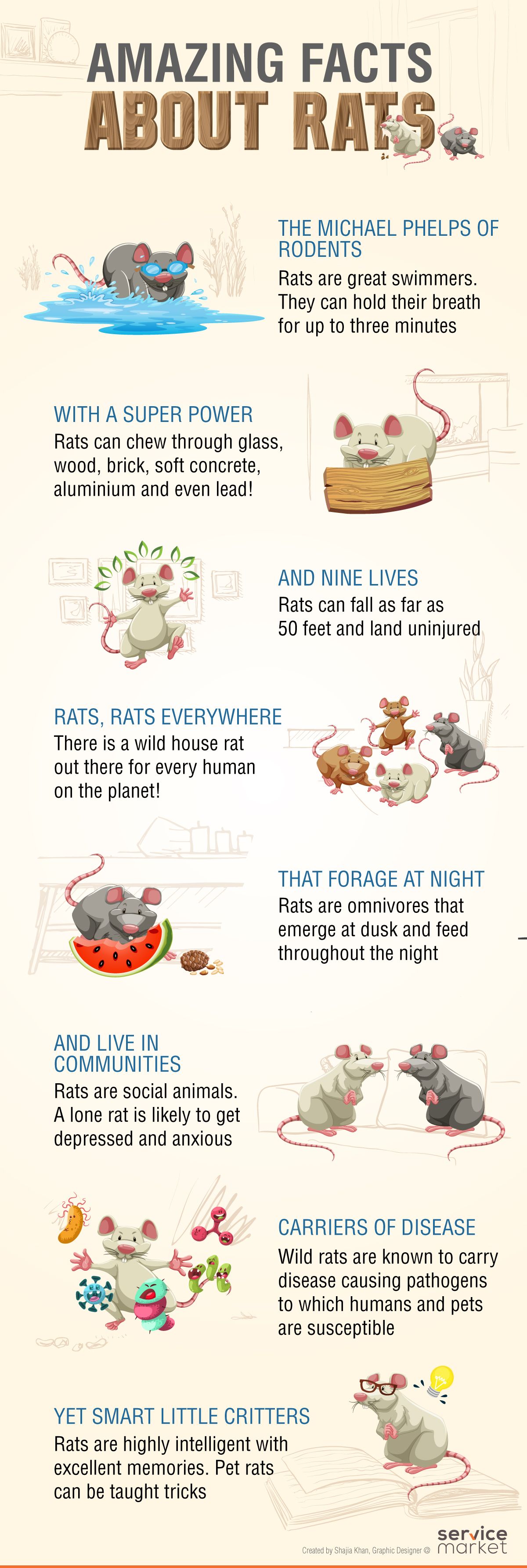 Rat Facts & Rat Information