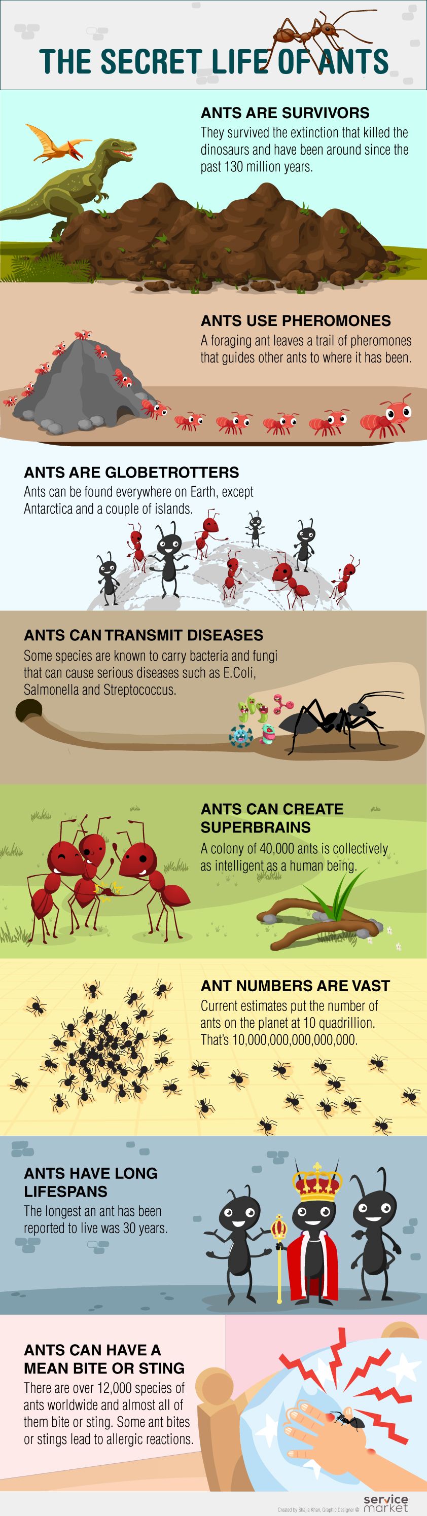 Facts about ants - pest control in Dubai 