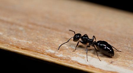 Pest Control 101: How to Prevent Ants from Invading Your Dubai Home - The  Home Project | ServiceMarket