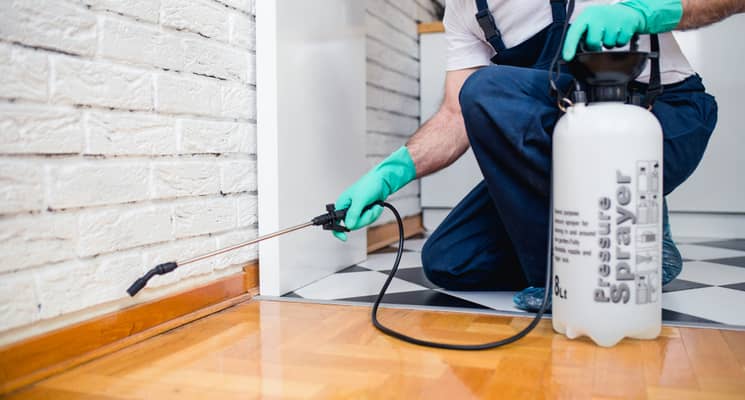 Who Are The Best Pest Control Companies In Dubai The Home Project Servicemarket