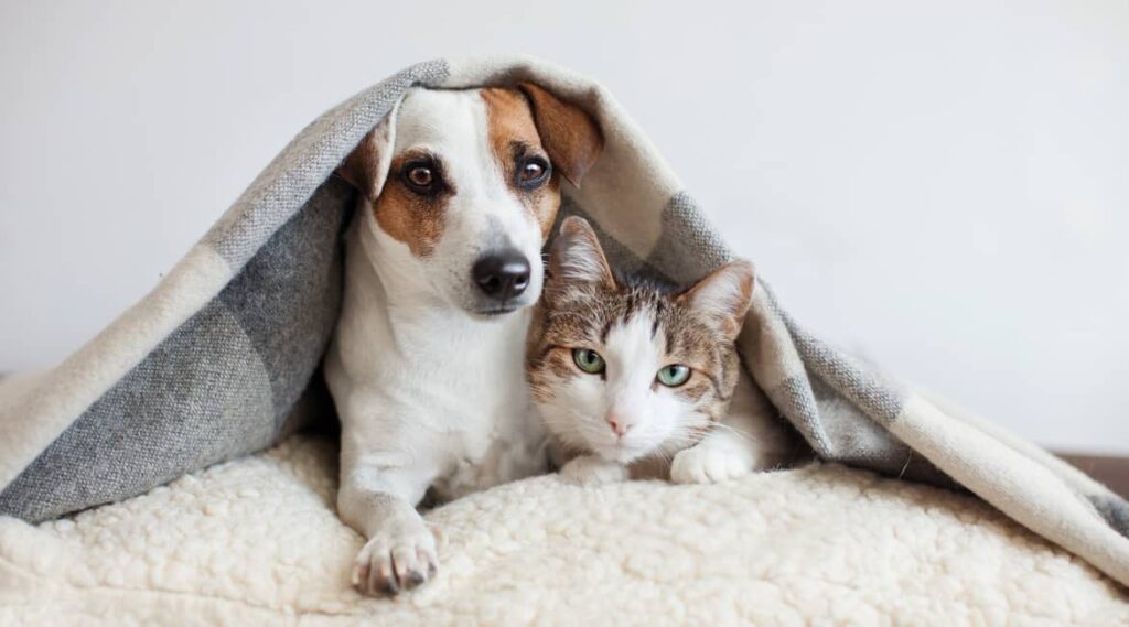 pet grooming cost dubai