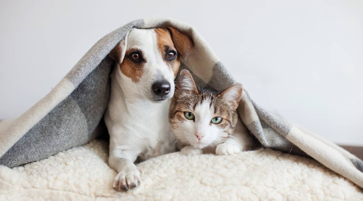 How Much Does Pet Grooming Cost in Dubai?