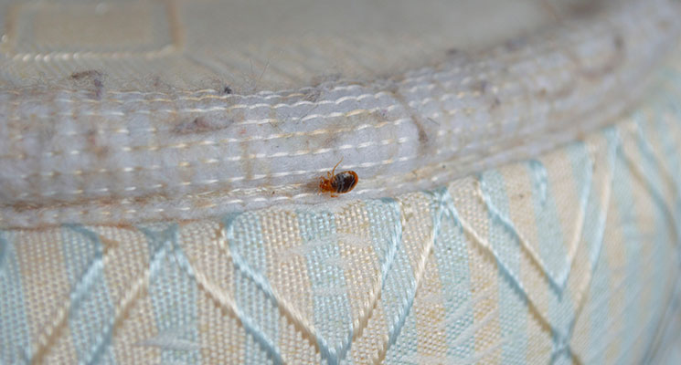 keep bed bugs off air mattress