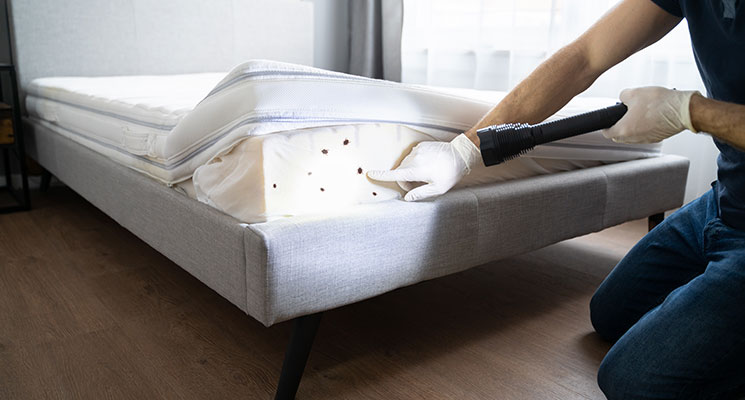bed bugs control in Dubai