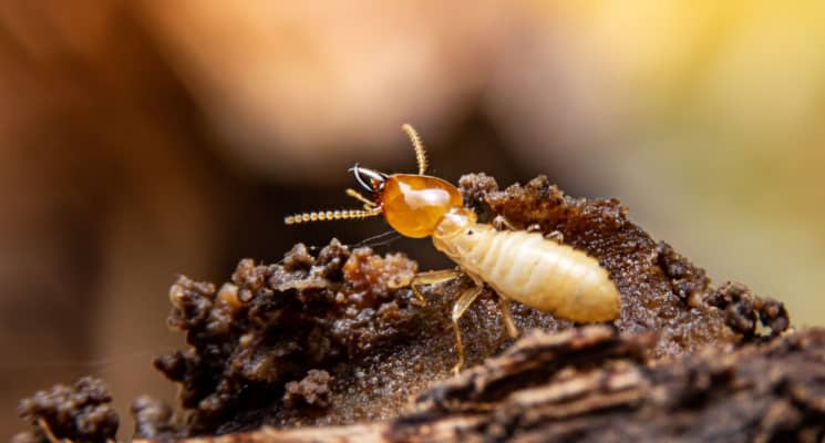 termites dubai