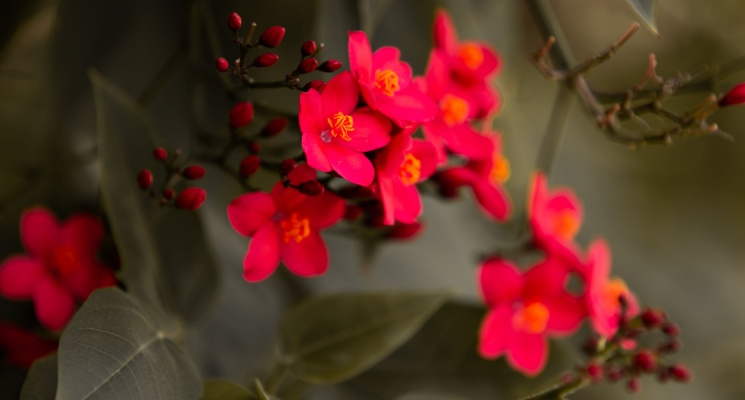 red flowers local moving dubai